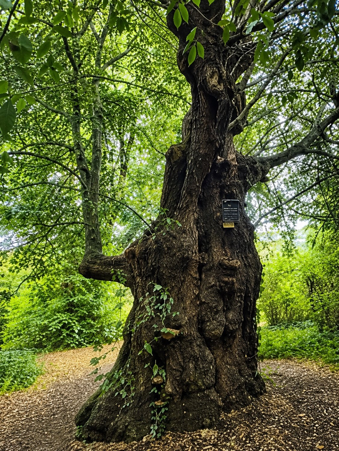 A gnarled veteran tree in mature woodland